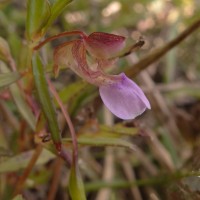 Impatiens oppositifolia L.